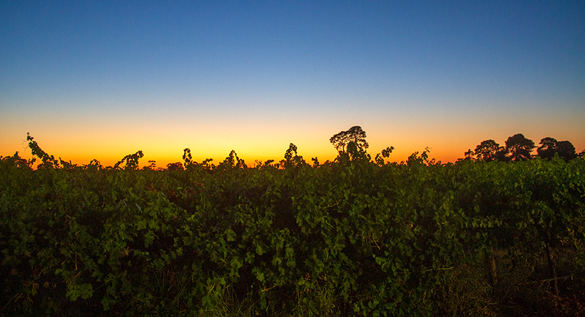 Rymill Vineyard Sunset